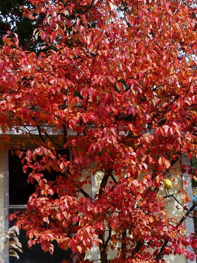 {Pseudocydonia sinensis}